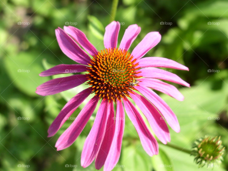 pink flower by refocusphoto