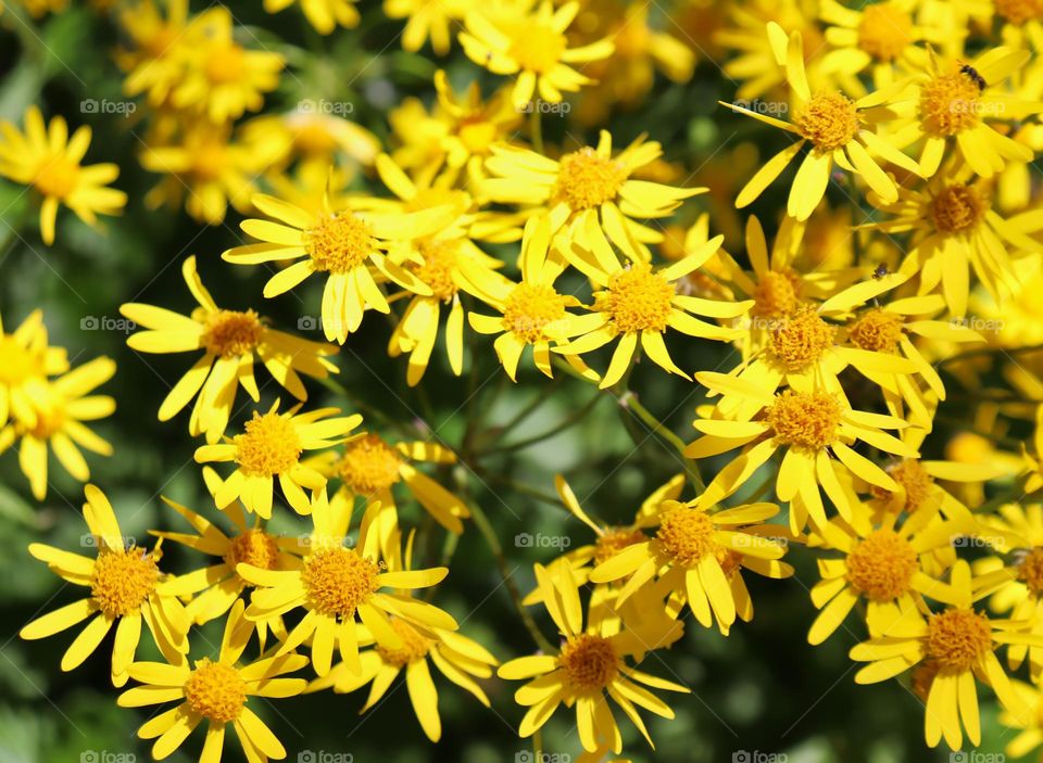 Yellow flower closeup