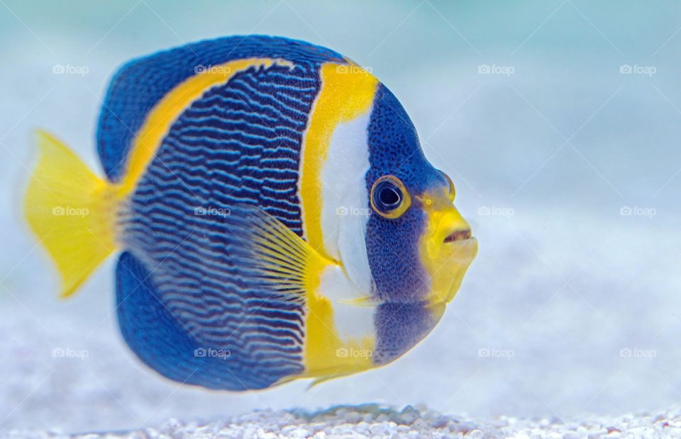 Beautiful colourful fish