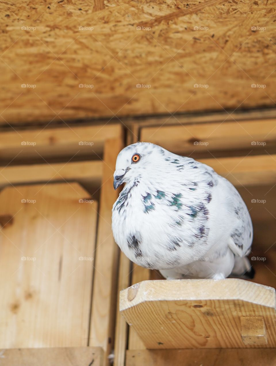 Wood, Bird, No Person, Wooden, Nature