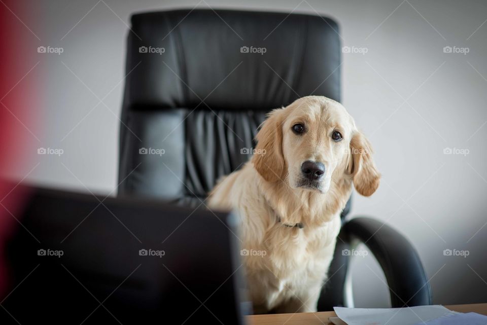 Dog golden retrievers working in office