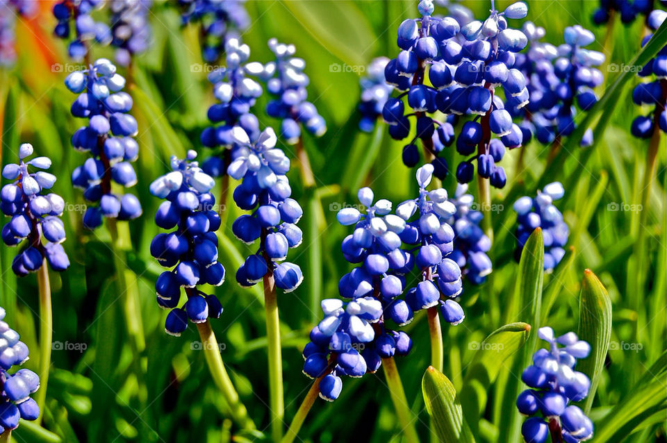 herbs flower leaves blå by didrikson