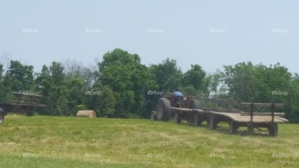 Tree, Landscape, Grass, Agriculture, Farm