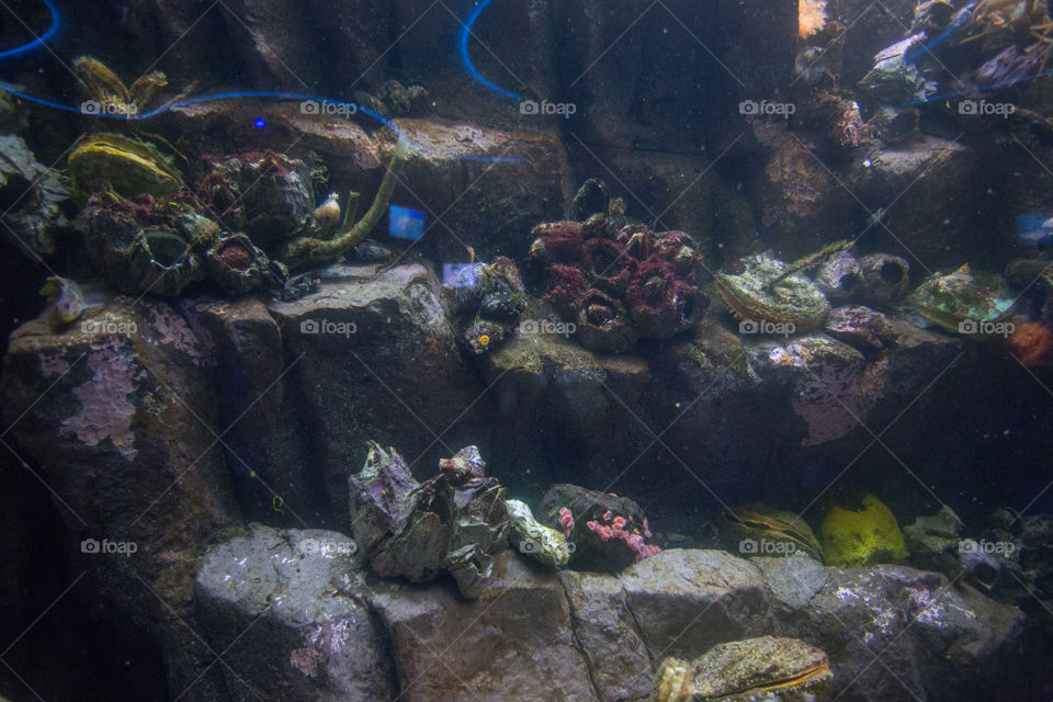 Aquarium reef.  Home of nemo the fish