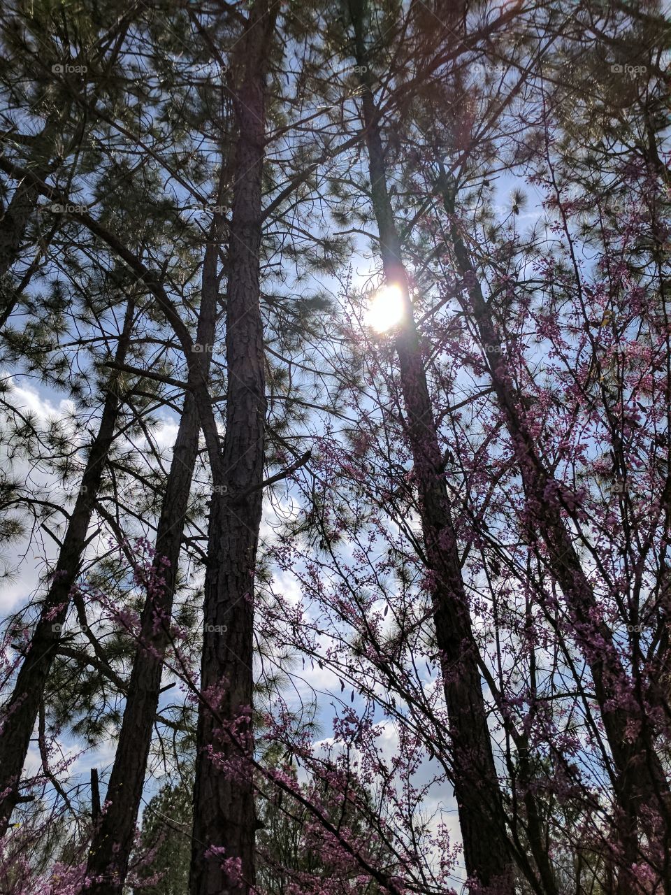 Low angle view of forest