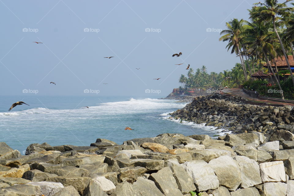Eagles and kites flying on the sea shore.