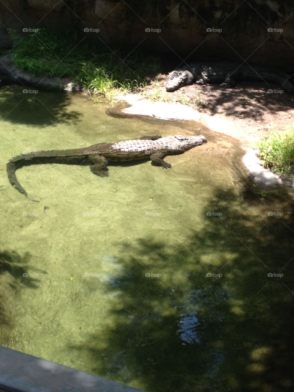 Green. Alligator in Orlando sunning himself