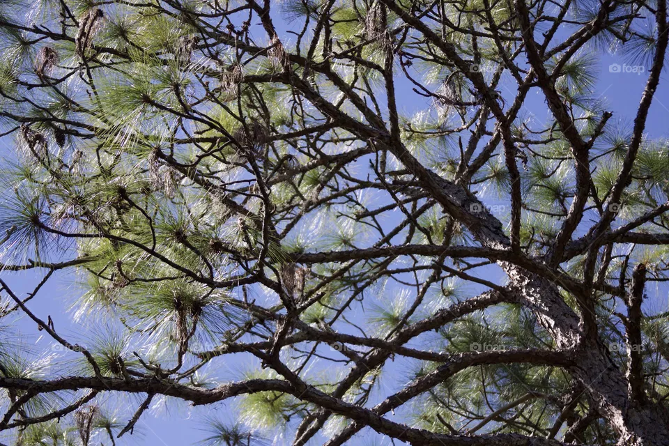 Pine Tree Branches