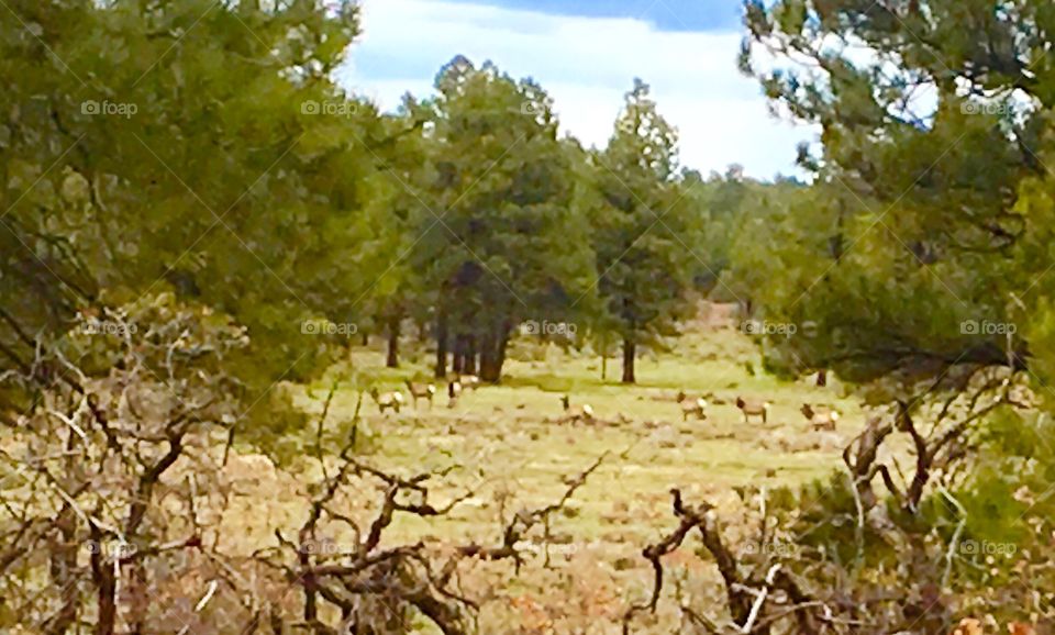 Elk herd