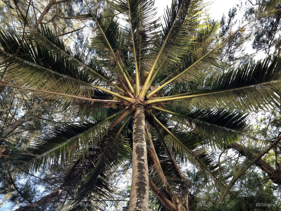 palm trees thailand island by serbachs