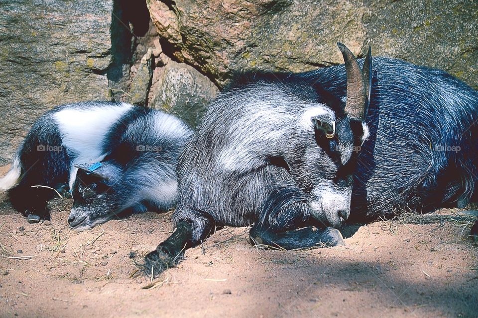 Goats. Cute sleeping goats