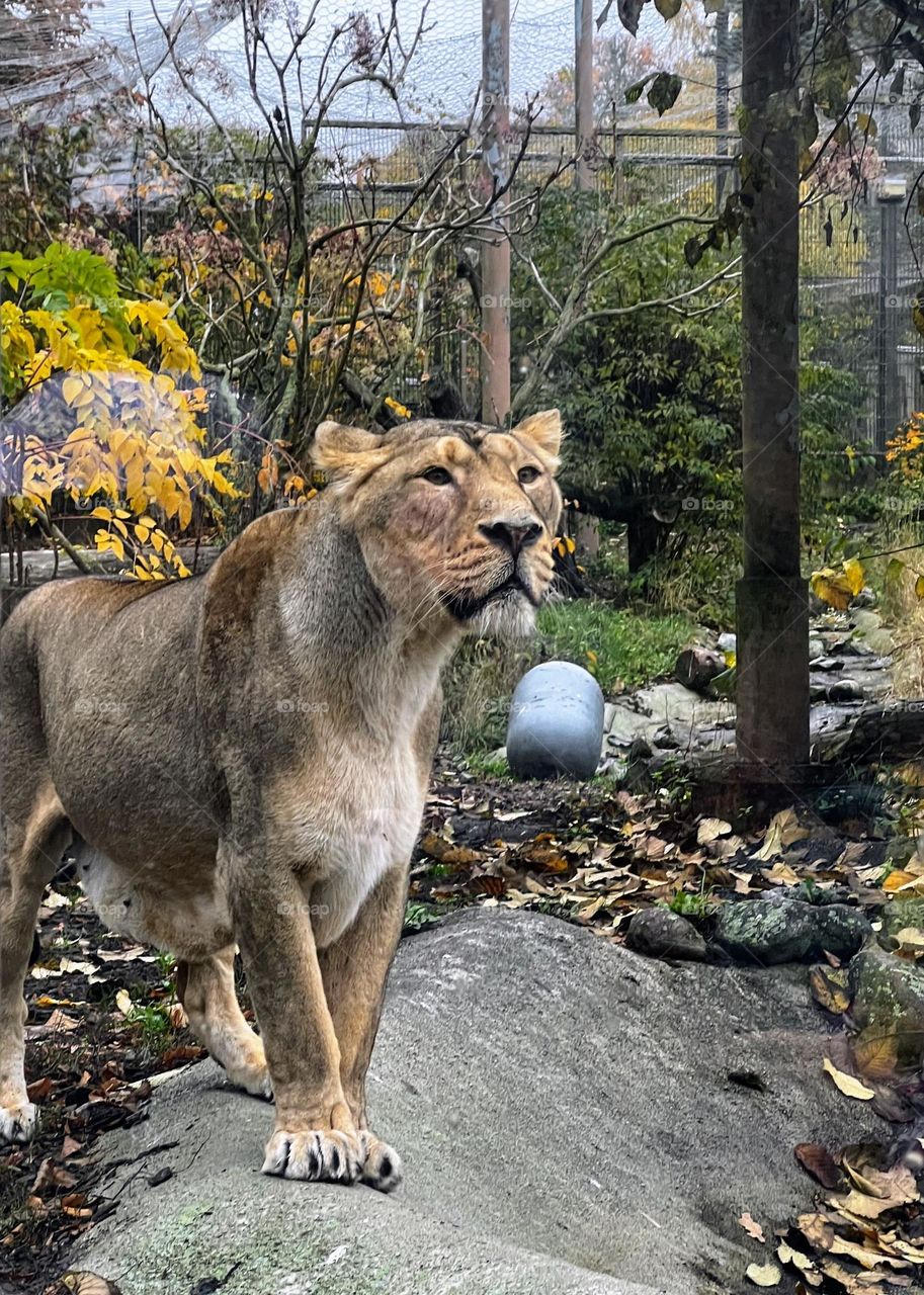 Young lioness staring at something standing in a tension pose 