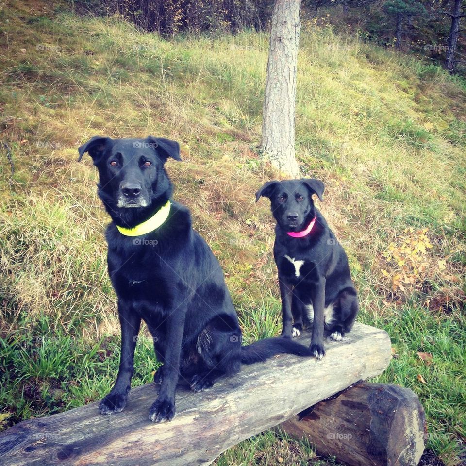 sweden black dogs nacka by anetteaventyr