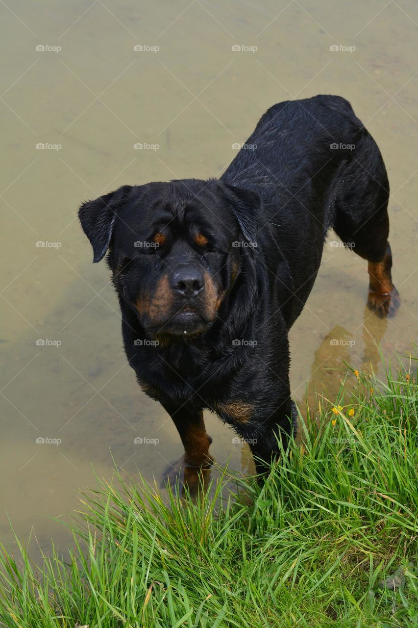 portrait black purebred dog in water lake shore summer time