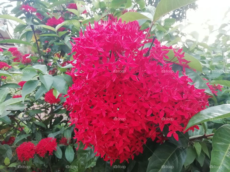 Flowers in the garden
