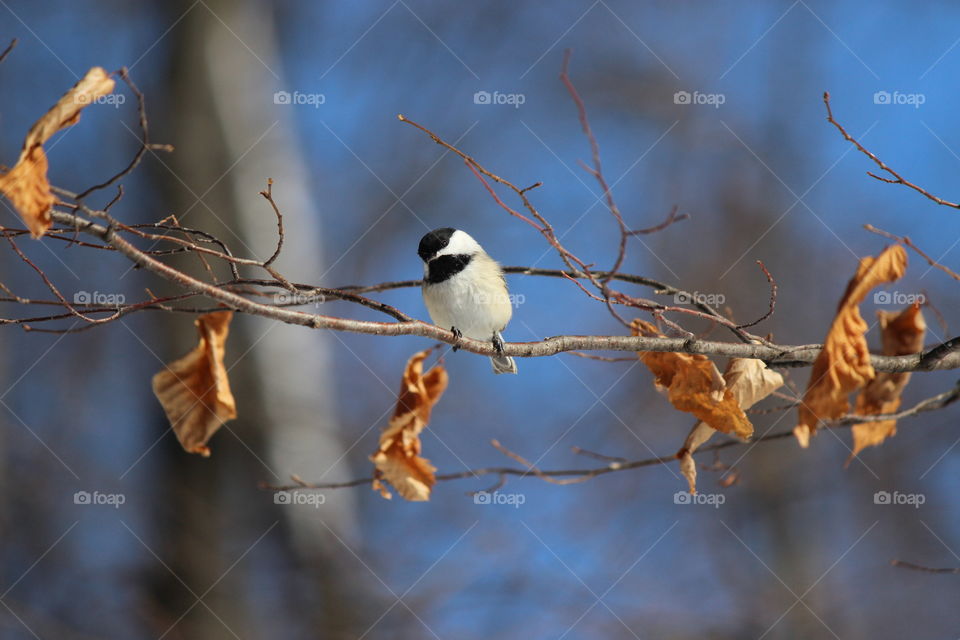chickadee on a branch under blue skies on a beautiful fall day