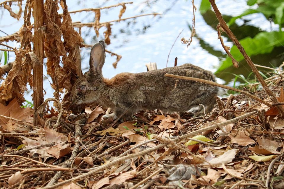 A wild rabbit in a wooded part of the city of Madrid