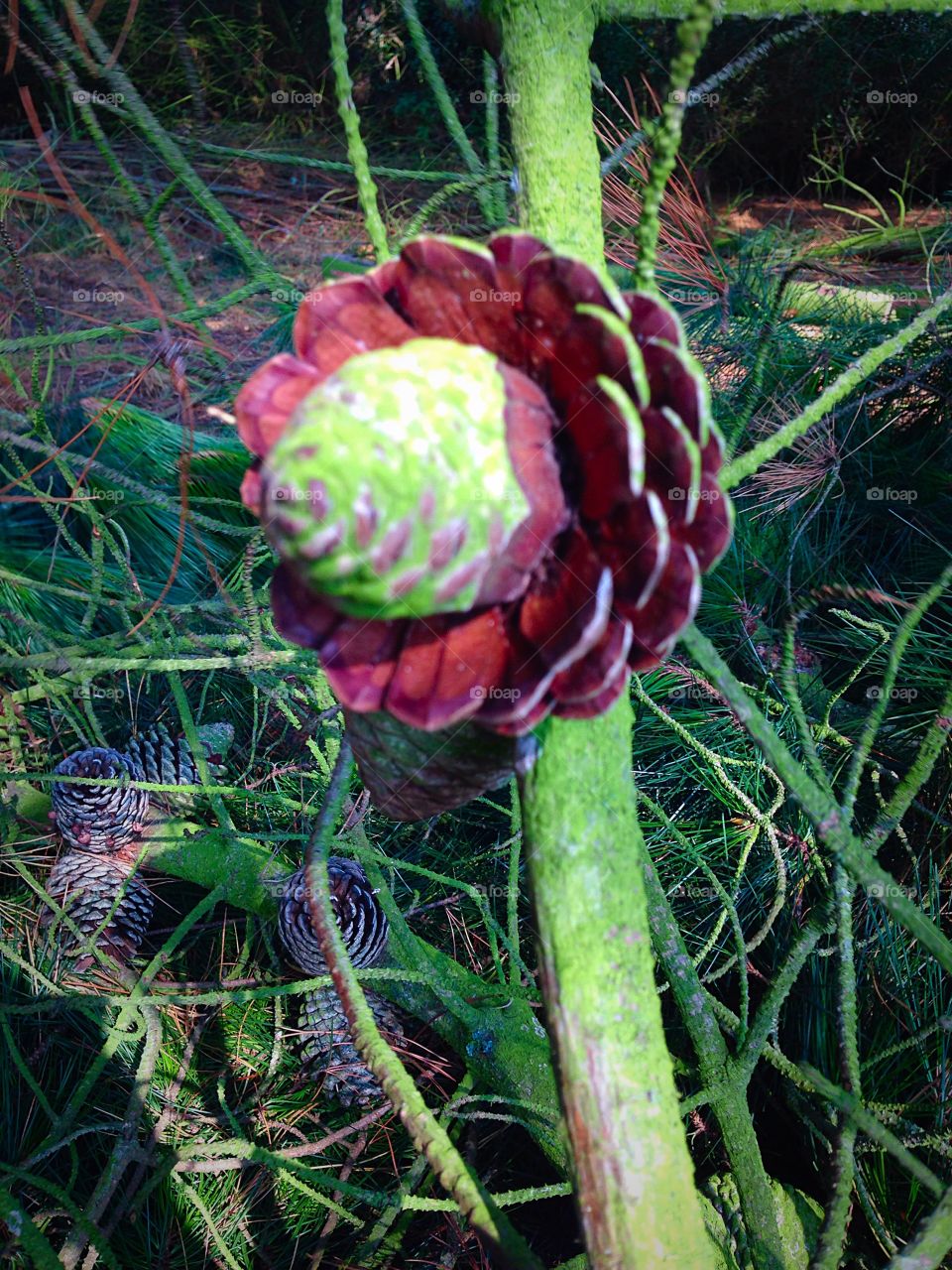 Close up half open pine cone 