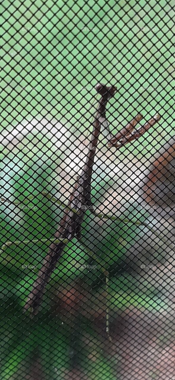 this is the Carolina Mantis