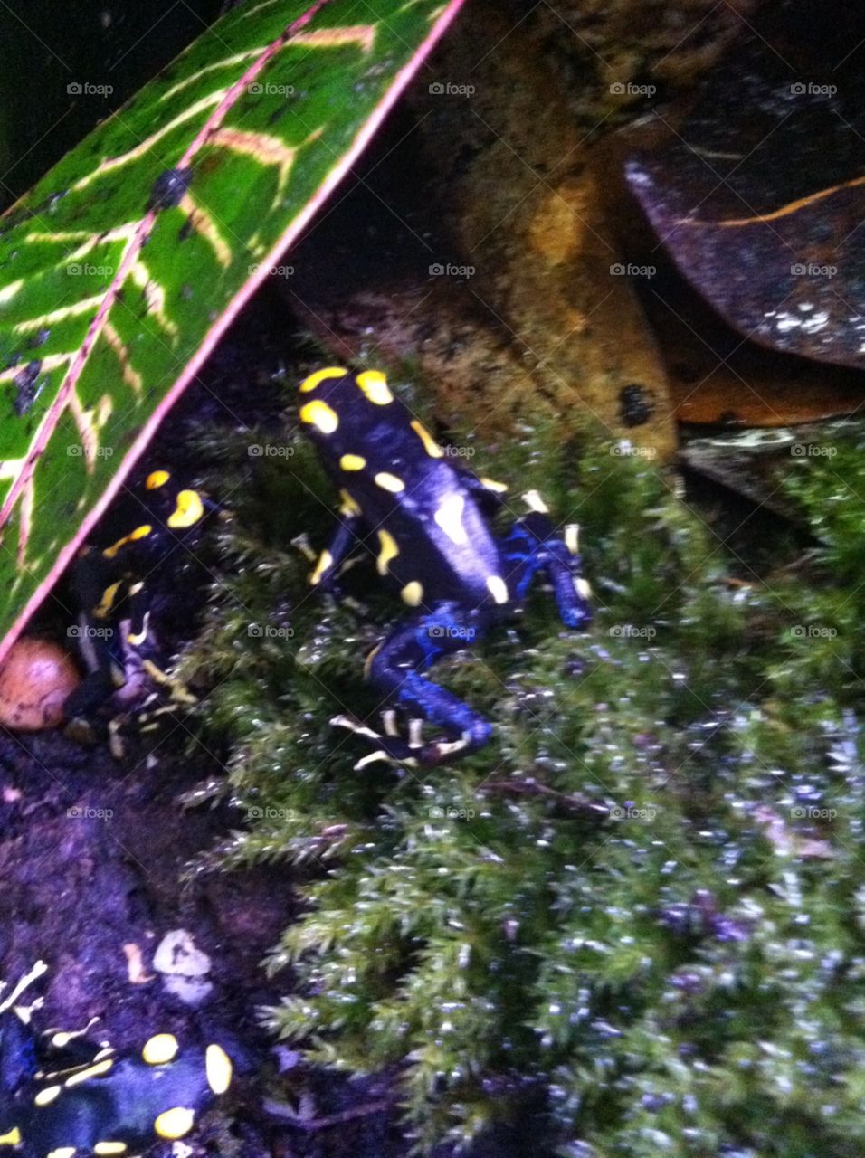 Mother Nature has the best colors! These dart frogs are beauties