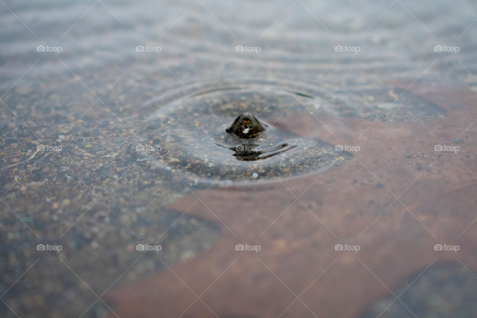 Raindrops in a Puddle with a Single Leaf Submerged Below