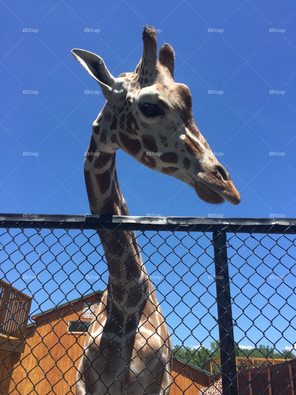 Young giraffe at Into The Wild in upstate New York