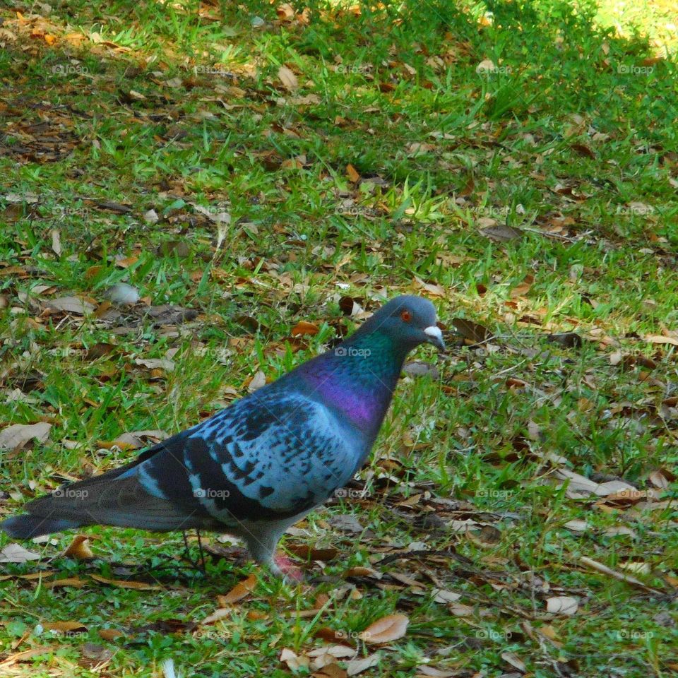 A colorful bird stands in the grass and looks ahead at Lake Lily Park in Maitland, Florida.