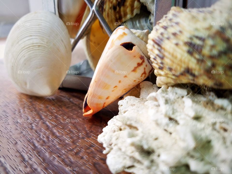 Seashells with Partial Lantern