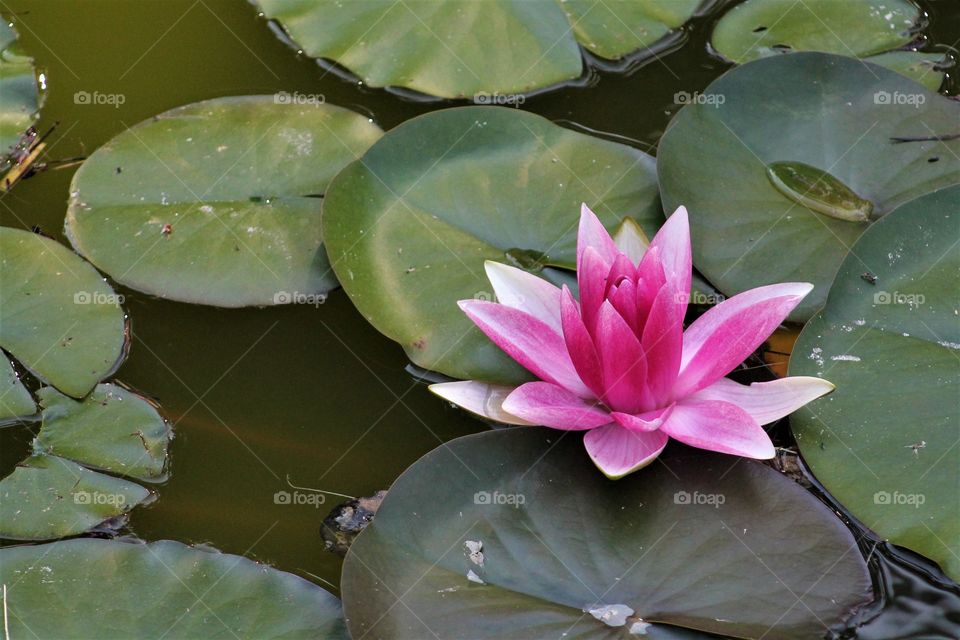 water lily