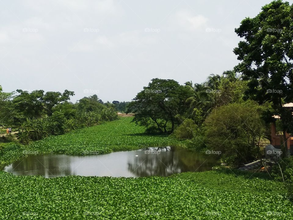 Fry

water hyacinth
water-hyacinth