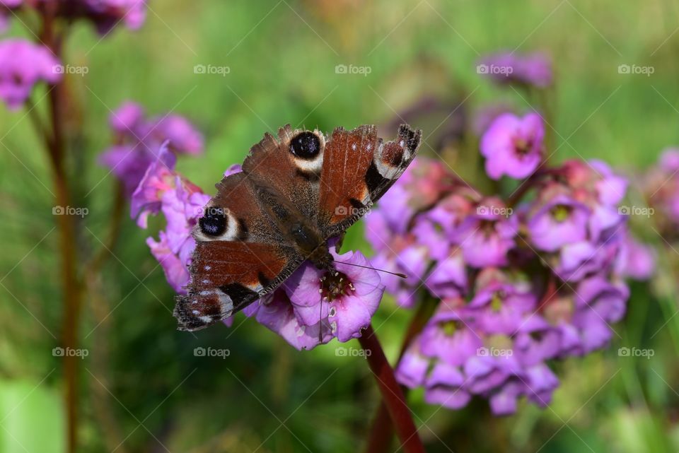 Butterfly Aglais io