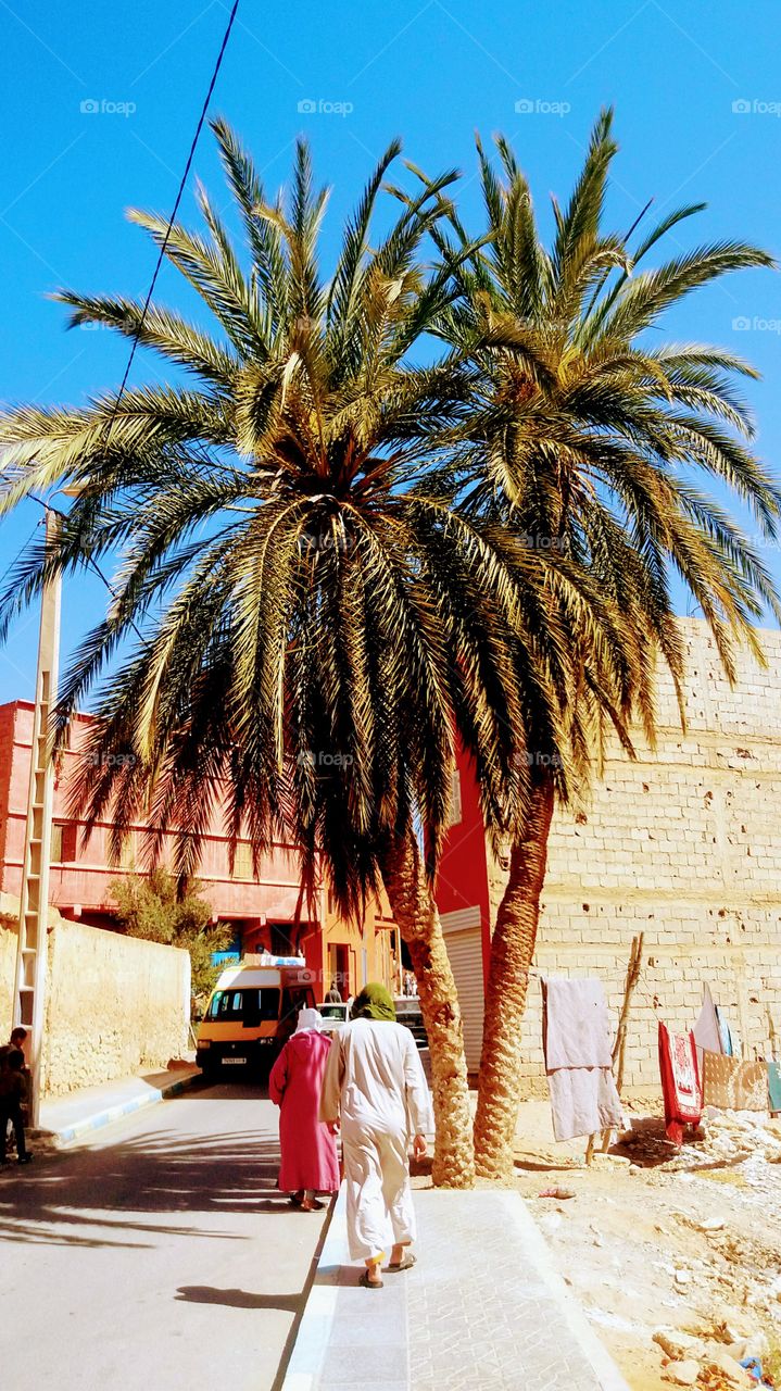 A palm tree in a street in Guelmim,the gate to Sahara in the South of Moroco