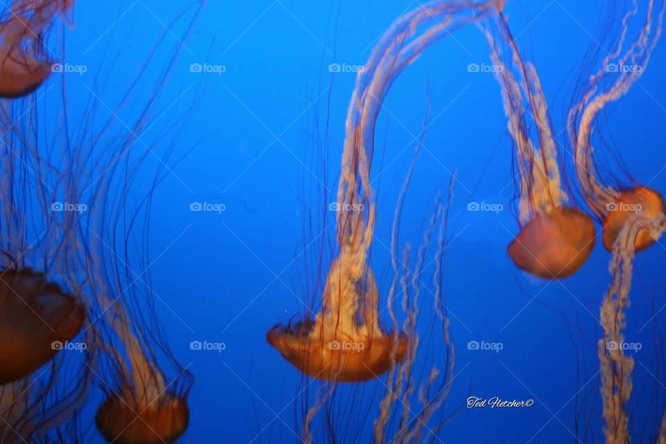 Jellyfish