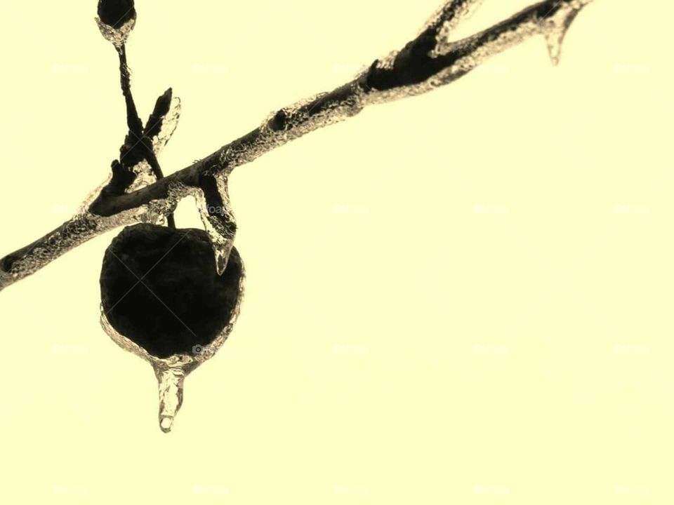 Ice wraps the last of a small crabapple on its lone brach