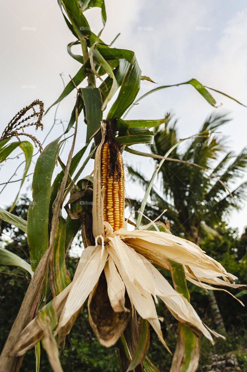 Dried Corn On Tree