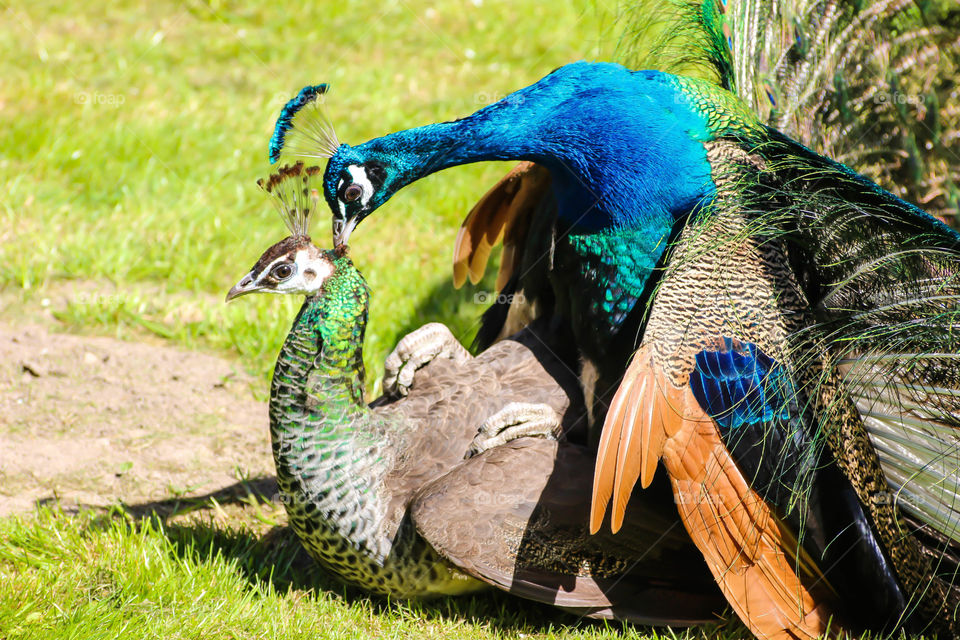 The peafowl include three species of birds in the genera Pavo and Afropavo of the Phasianidae family, the pheasants and their allies. There are two Asiatic species: the blue or Indian peafowl originally of India, Sri Lanka, and Pakistan; and the green peafowl of Myanmar, Indochina, and Java; and one African species, the Congo peafowl, native only to the Congo Basin. Male peafowl are known for their piercing call and their extravagant plumage. The latter is especially prominent in the Asiatic species, who have an eye-spotted "tail" or "train" of covert feathers which they display as part of a courtship ritual. The term peacock is properly reserved for the male; the female is known as a peahen, and the immature offspring are sometimes called peachicks.[1]