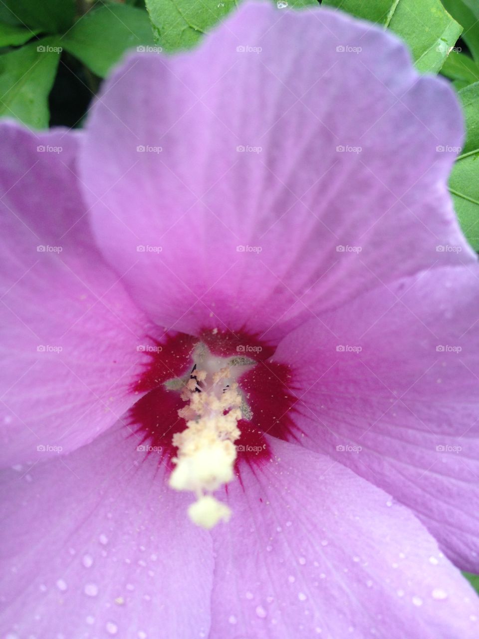 Pink Summer Flower