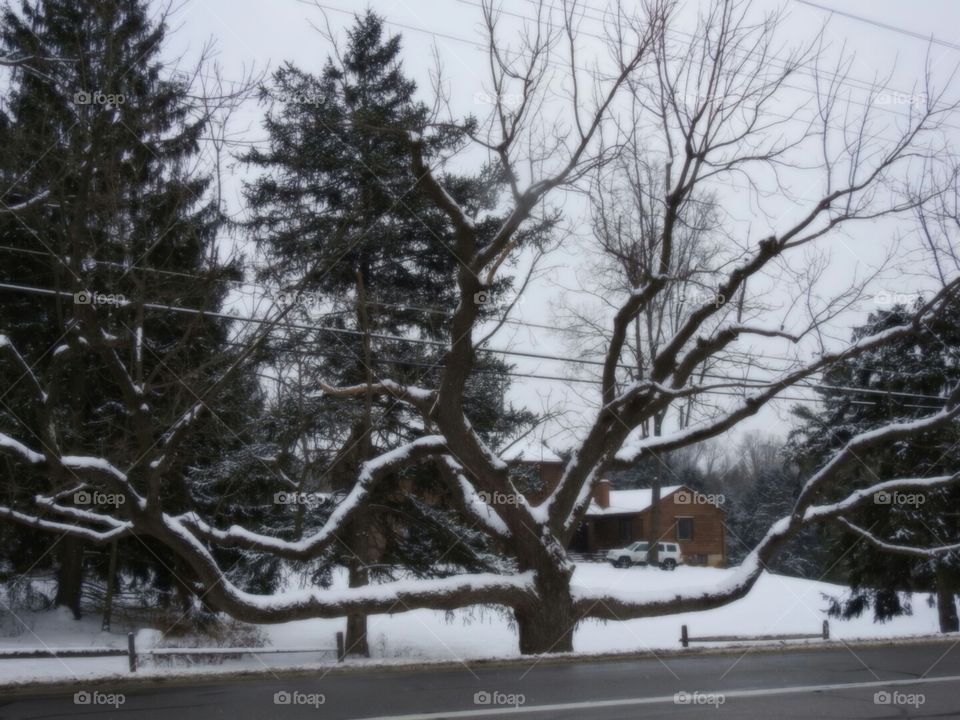 Winter, Snow, Tree, Wood, Cold