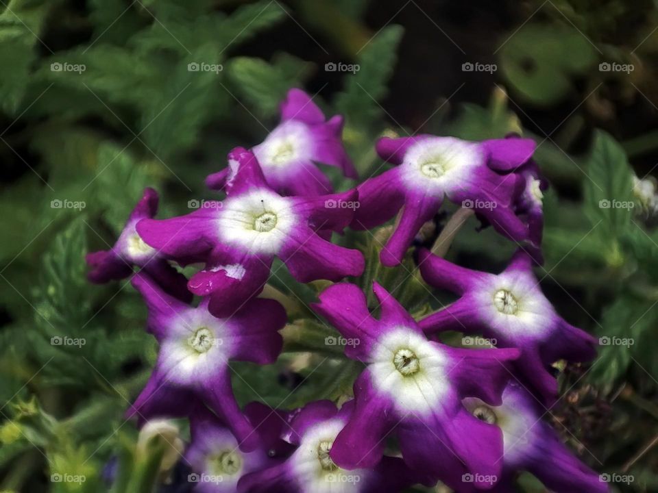 Macro photo of a flower growing in the garden