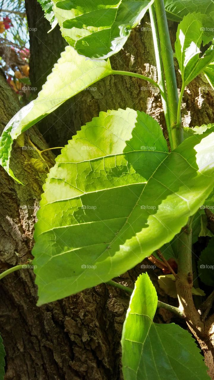 Beautiful green leaf plant