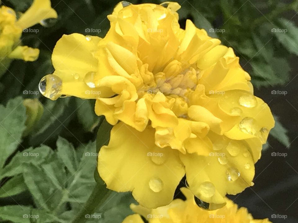 Dewdrops on Flowers