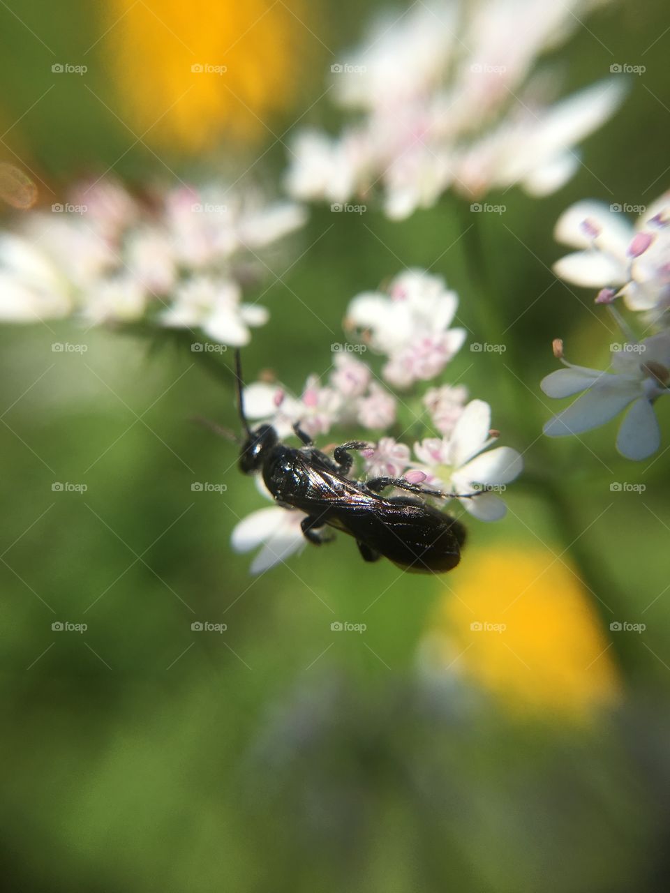 Insect on cilantro