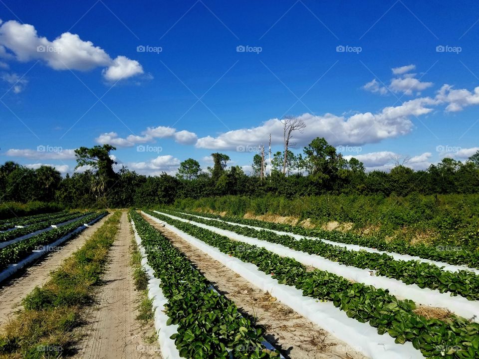 Florida strawberry fields