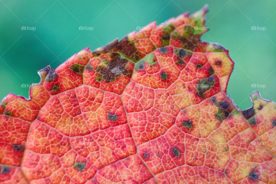 macro photo of autumn colorful leaves of trees. from red and brown to delto green leaf patterns.