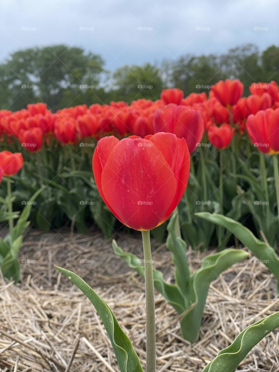 tulips 🌷🌷 plant