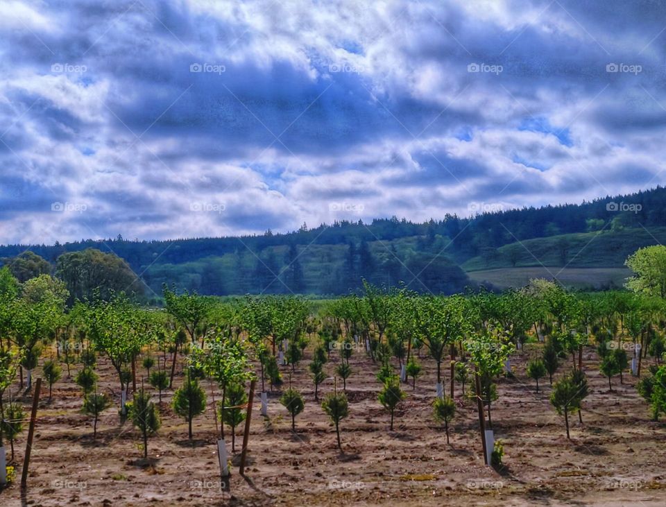 blue sky Oregon