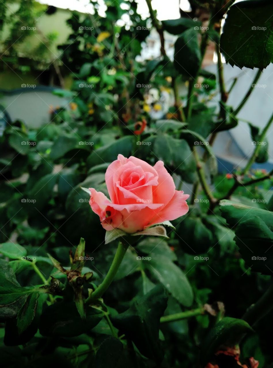 Beautiful rose , the symbol of beauty!