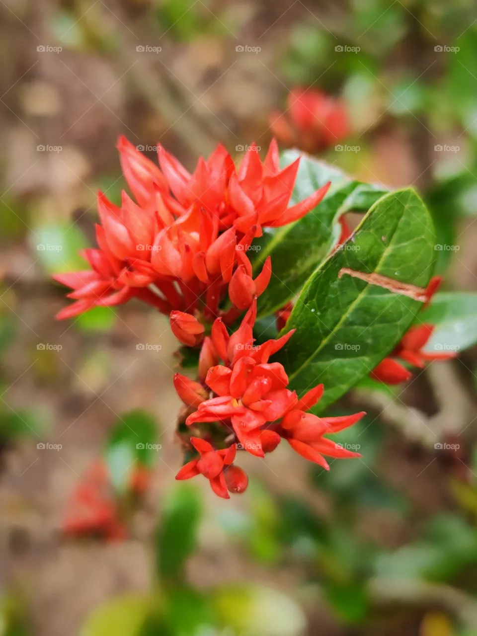 flowers in a garden