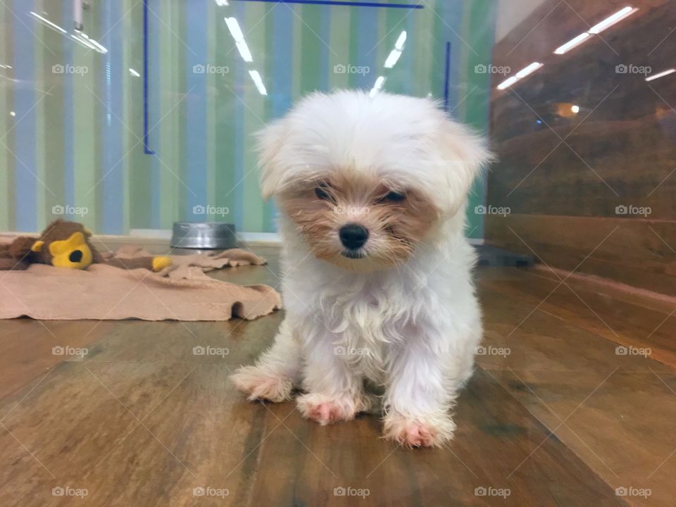 Cute Maltese puppy at pet shop
