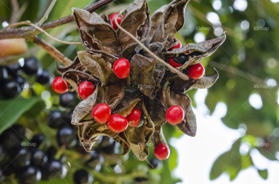 Abrus Precatorius Seeds